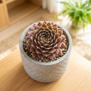 Custom plant pot with personalized image, personalized flower pot with live plant, custom photo plant pot, personalized planter with plant of your choice, custom printed ceramic planter, personalized succulent pot, custom image flower pot gift, custom photo planter for houseplants