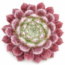 2 inch Sempervivum 'Butterfly', pink succulents, indoor succulents, succulent care guide, buy succulents online