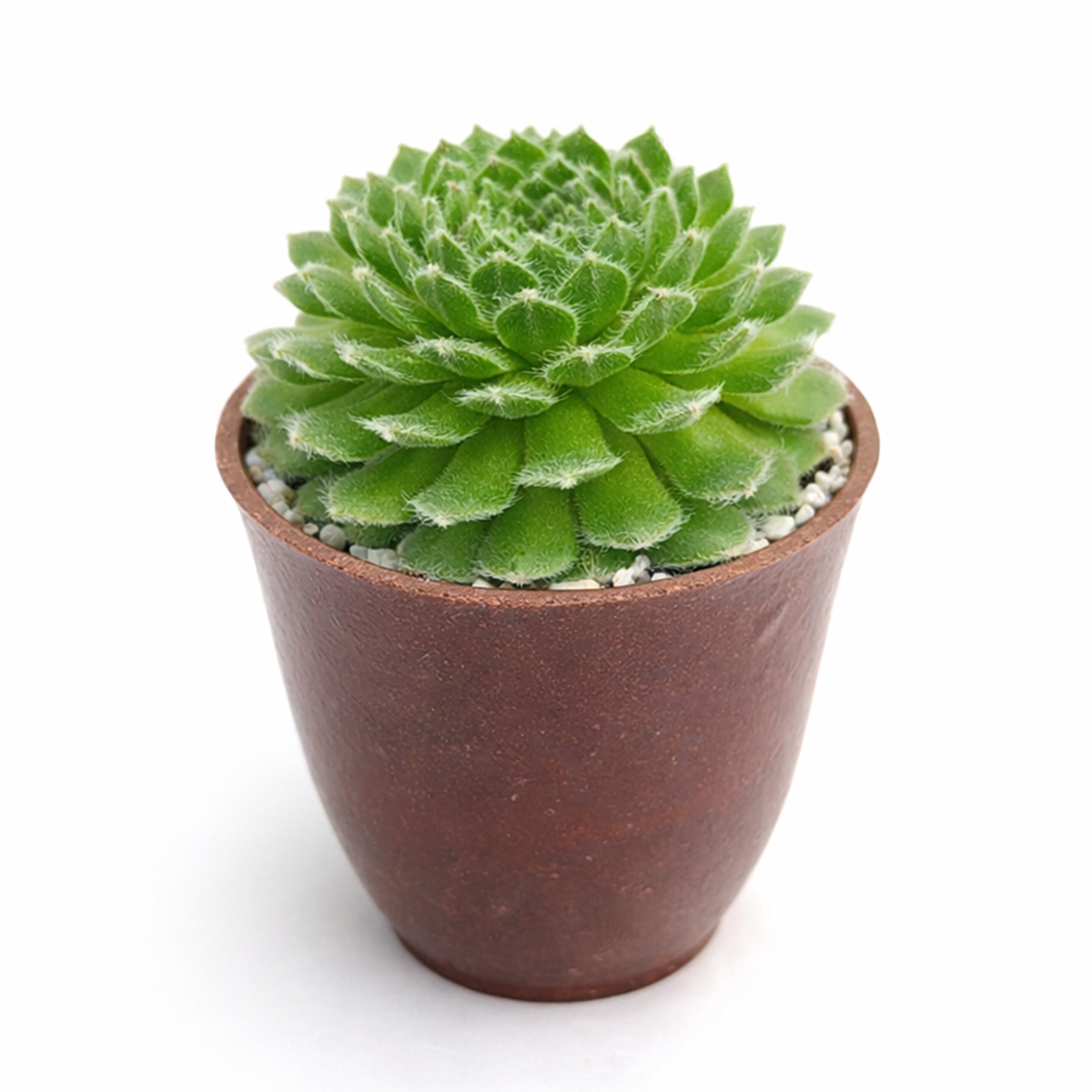 rare Sempervivum Butterfly 2 inch succulent for sale, drought tolerant Sempervivum Butterfly, pet friendly outdoor succulent plant