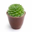 rare Sempervivum Butterfly 2 inch succulent for sale, drought tolerant Sempervivum Butterfly, pet friendly outdoor succulent plant