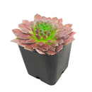 Sempervivum Colorockz 'Coral Red' succulent for sale online, green succulent, succulent gift ideas