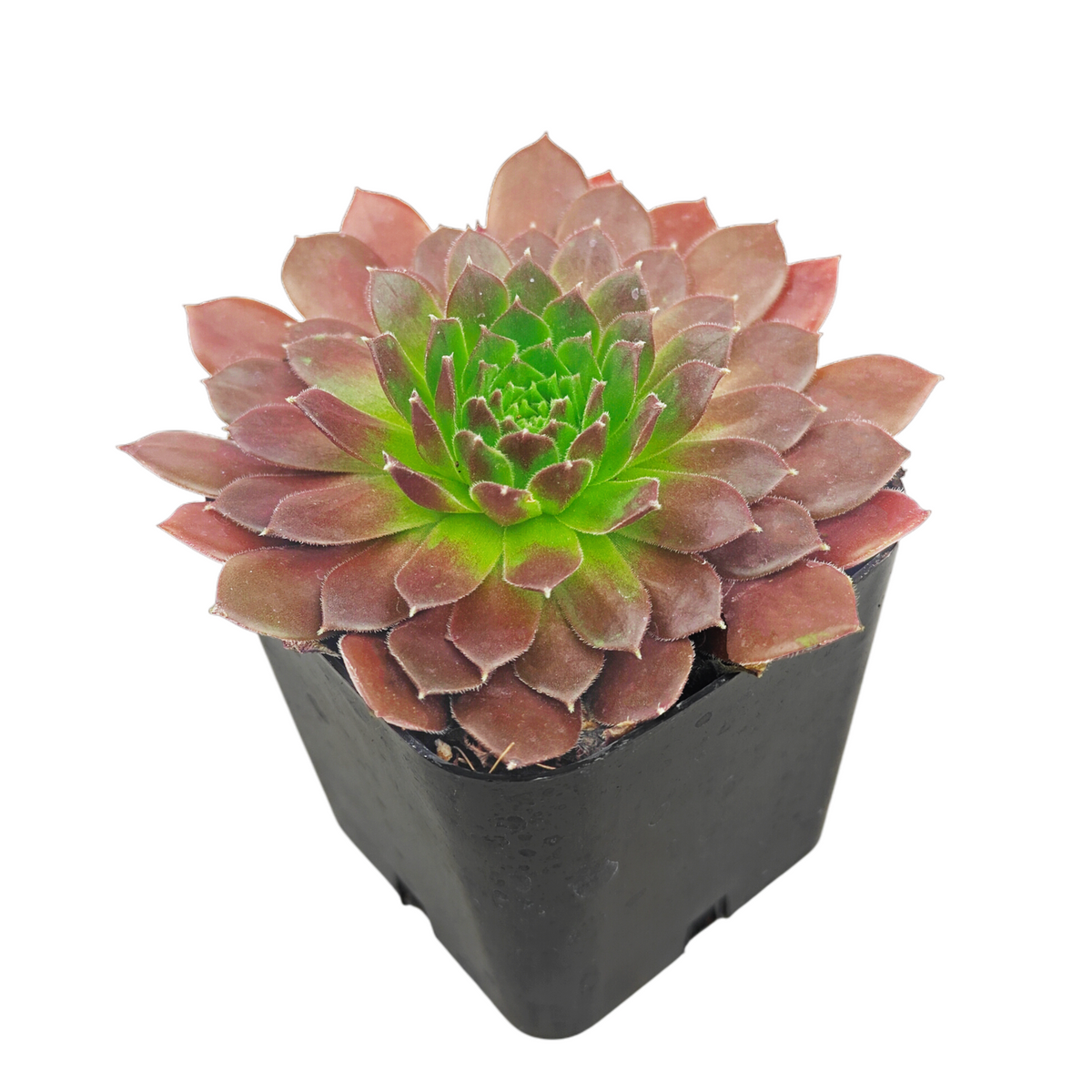 Sempervivum Colorockz 'Coral Red' succulent for sale online, green succulent, succulent gift ideas