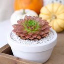 Sempervivum Colorockz 'Coral Red' succulent for sale online, green succulent, succulent gift ideas