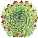 Green succulent plant in a black pot on a white background