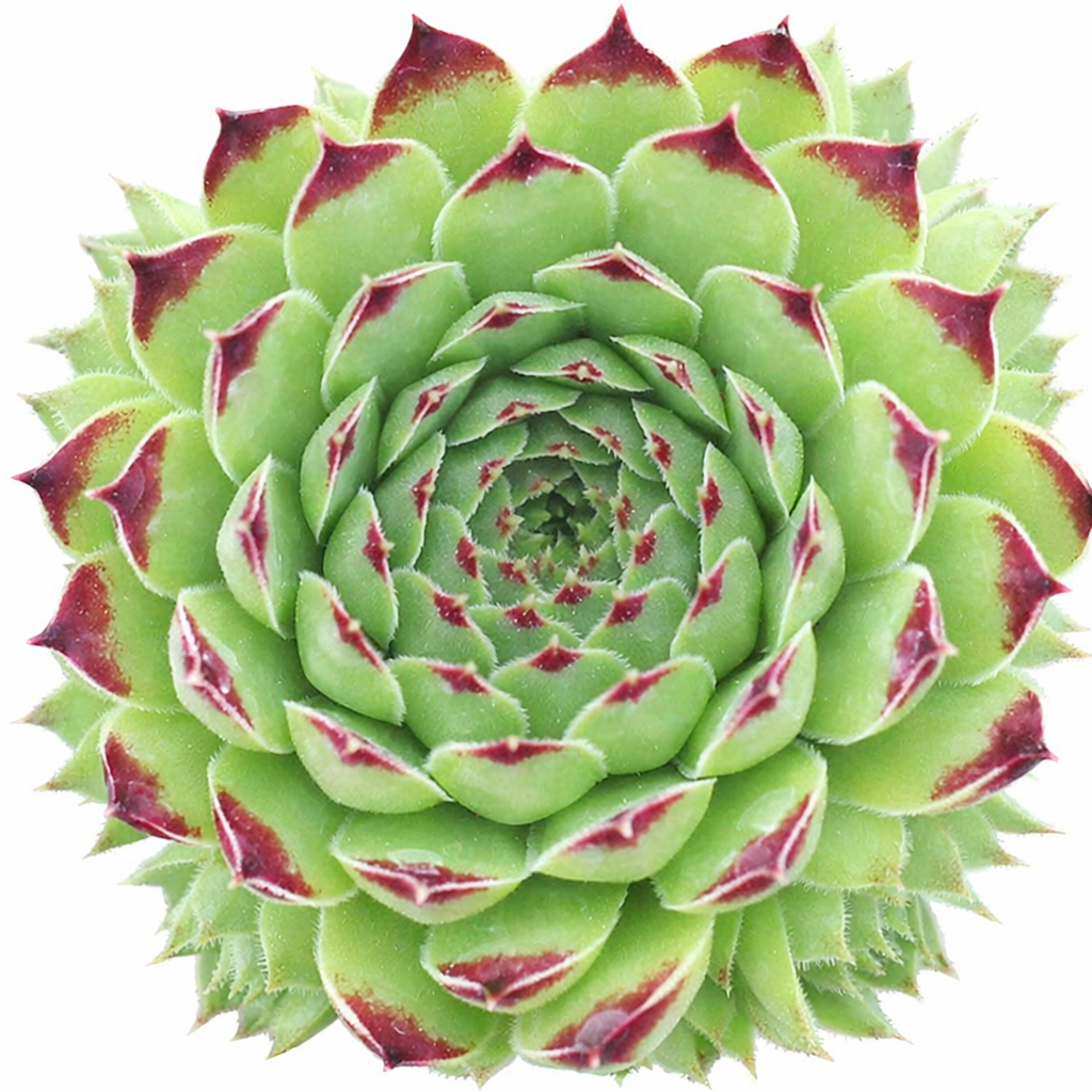 2 inch Sempervivum Calcareum Greenii, purple succulents, indoor succulents, succulent care guide, buy succulents online