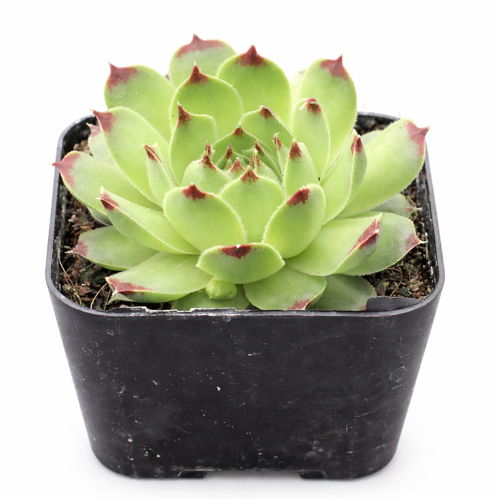 Green succulent plant in a black pot on a white background