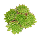 2 inch sempervivum chrysanthemum live succulent plant for sale, sempervivum chrysanthemum layered flower-like rosette succulent,  plant lover gift rare sempervivum variety