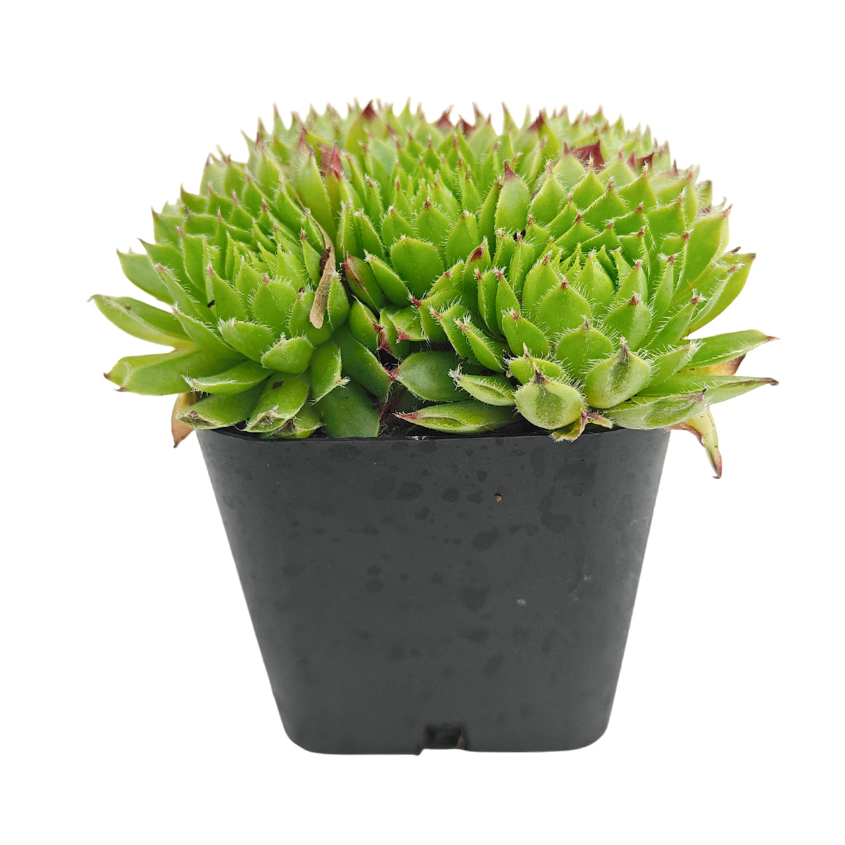 Sempervivum 'Chrysanthemum' in plastic pot, green succulents, indoor succulents, succulent care guide, buy succulents online