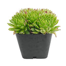 2 inch sempervivum chrysanthemum live succulent plant for sale, sempervivum chrysanthemum layered flower-like rosette succulent,  plant lover gift rare sempervivum variety