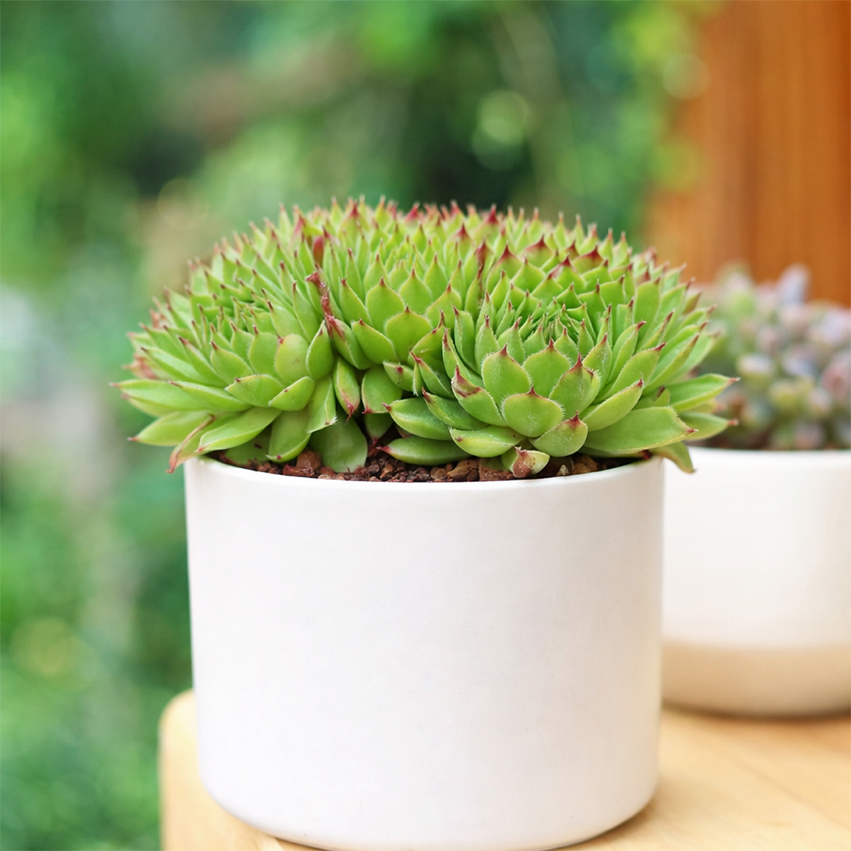 Sempervivum 'Chrysanthemum'