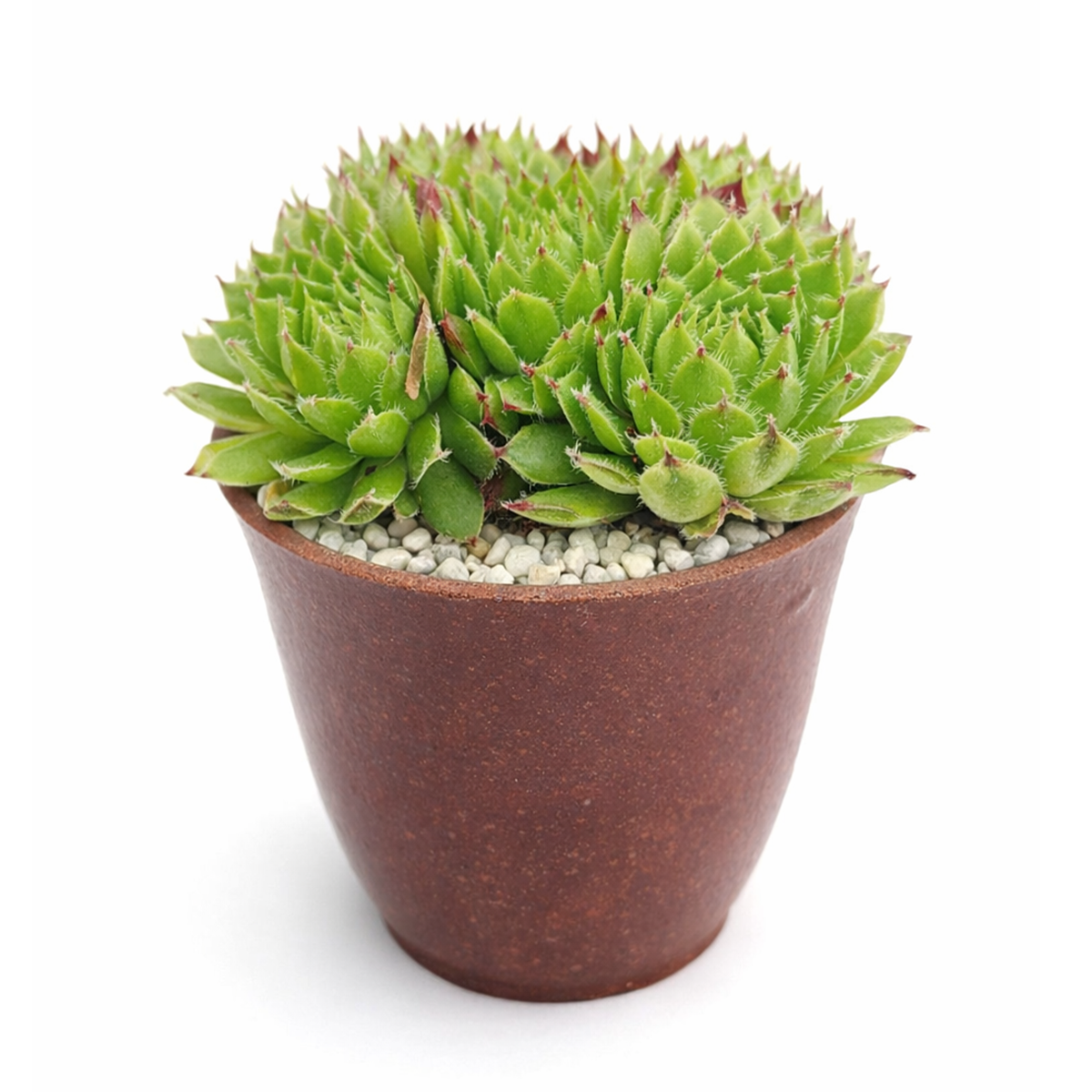2 inch sempervivum chrysanthemum live succulent plant for sale, sempervivum chrysanthemum layered flower-like rosette succulent,  plant lover gift rare sempervivum variety