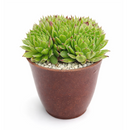 2 inch sempervivum chrysanthemum live succulent plant for sale, sempervivum chrysanthemum layered flower-like rosette succulent,  plant lover gift rare sempervivum variety