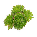 2 inch sempervivum chrysanthemum live succulent plant for sale, sempervivum chrysanthemum layered flower-like rosette succulent,  plant lover gift rare sempervivum variety