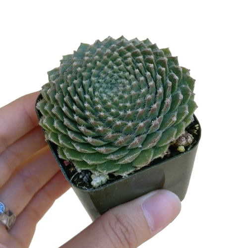 jade plant succulent, succulent care, succulent plant, indoor succulents, Succulents, how to grow succulents, succulent care guide, succulent care tips, succulents store in CA, jade plant succulent in California, How to grow jade plant succulent. indoor succulents.