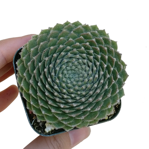  christmas plant succulent, Succulents shop near me, succulents store in CA, succulent care guide, succulent subscription, cactus, succulent care tips, succulents garden, Succulents,  christmas plant succulent in California, How to grow  christmas plant succulent. indoor succulents.
