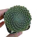 green succulent, succulent care, succulent plant, indoor succulents, Succulents, how to grow succulents, succulent care guide, succulent care tips, succulents store in CA, jade plant succulent in California, How to grow jade plant succulent. indoor succulents.