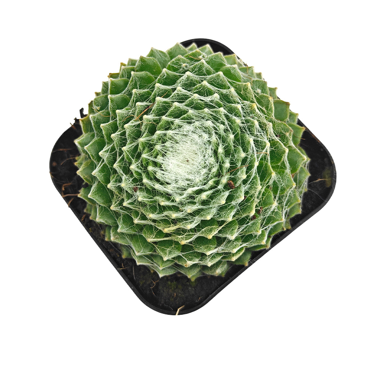succulents with white webs Sempervivum Arctic White - Drought-tolerant, Non-toxic Outdoor Groundcover