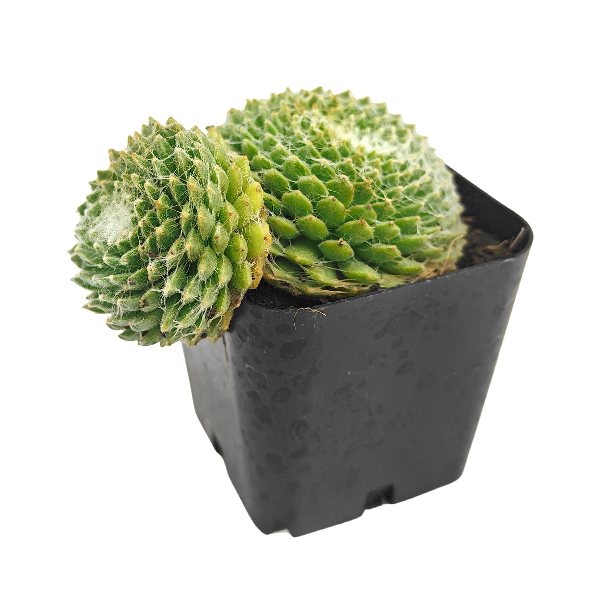 Mat-forming succulents, Succulent for stone walls, Buy Sempervivum Arctic White online, Non-toxic outdoor groundcover