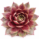 2 inch Sempervivum Colorockz 'Blushing Garnet', pink succulents, indoor succulents, succulent care guide, buy succulents online