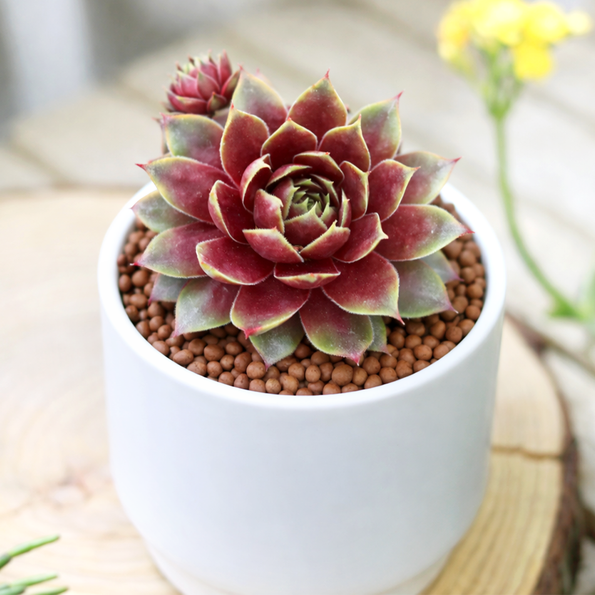 Sempervivum Blushing Garnet