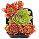 Sempervivum Colorockz 'Coral Red' succulent for sale online, green succulent, succulent gift ideas