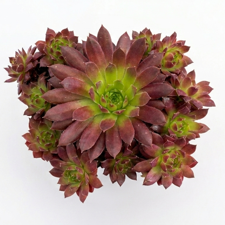 2 inch sempervivum colorockz 'coral red' live succulent for sale in plastic pot, tight geometric rosette in vivid shades of coral and deep red, smooth fleshy pointed leaves, clustering offset-producing growth habit, full sun easy care variety, eye-catching modern decor accent, ideal low-maintenance plant gift