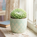 Custom plant pot with personalized image, personalized flower pot with live plant, custom photo plant pot, personalized planter with plant of your choice, custom printed ceramic planter, personalized succulent pot, custom image flower pot gift, custom photo planter for houseplants