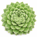 2 inch Sempervivum 'Crimson Velvet', green succulents, indoor succulents, succulent care guide, buy succulents online