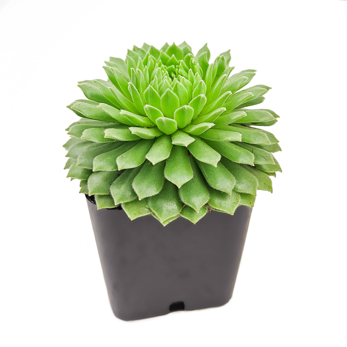 2 inch Sempervivum 'Crimson Velvet', green succulents, indoor succulents, succulent care guide, buy succulents online