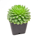 2 inch Sempervivum 'Crimson Velvet', green succulents, indoor succulents, succulent care guide, buy succulents online