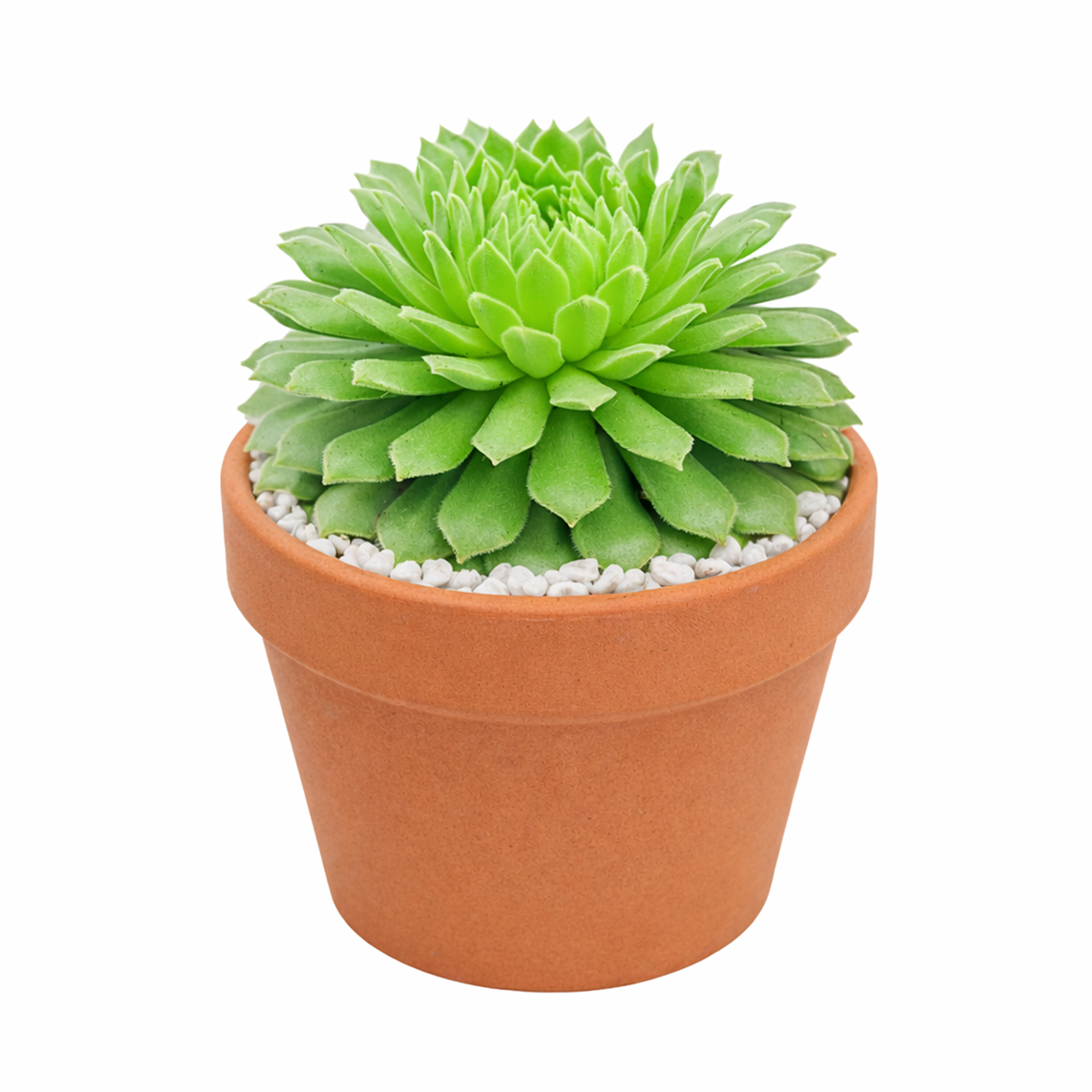 2 inch Sempervivum 'Crimson Velvet', green succulents, indoor succulents, succulent care guide, buy succulents online