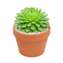2 inch Sempervivum 'Crimson Velvet', green succulents, indoor succulents, succulent care guide, buy succulents online