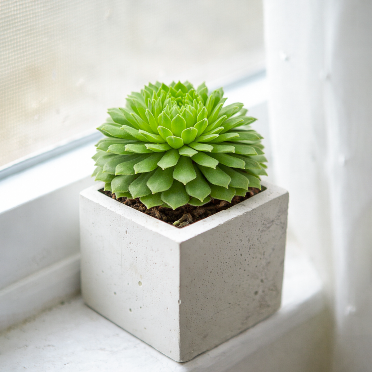 2 inch Sempervivum 'Crimson Velvet', green succulents, indoor succulents, succulent care guide, buy succulents online