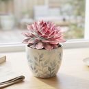 Sempervivum 'Crispyn'