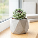 Custom plant pot with personalized image, personalized flower pot with live plant, custom photo plant pot, personalized planter with plant of your choice, custom printed ceramic planter, personalized succulent pot, custom image flower pot gift, custom photo planter for houseplants
