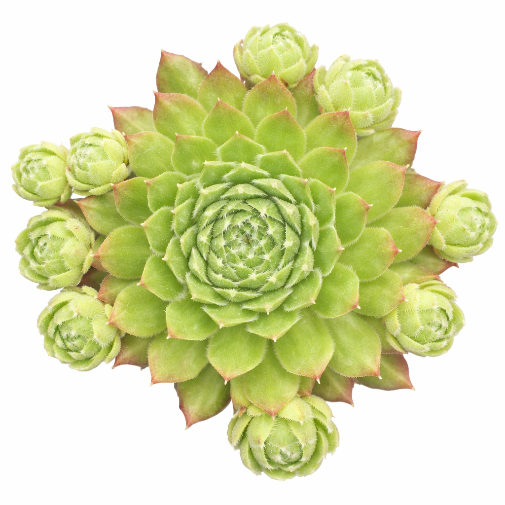 2 inch Sempervivum 'Dolle Dina's, green succulents, indoor succulents, succulent care guide, buy succulents online
