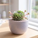 Custom plant pot with personalized image, personalized flower pot with live plant, custom photo plant pot, personalized planter with plant of your choice, custom printed ceramic planter, personalized succulent pot, custom image flower pot gift, custom photo planter for houseplants