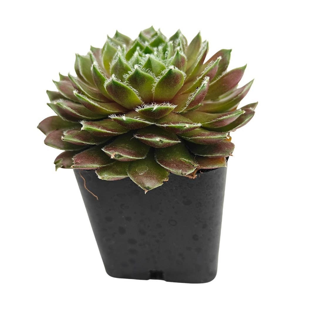 Buy succulents online, Succulent plants for sale, Succulent gifts, Growing succulents indoors, Small indoor plants