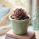 Custom plant pot with personalized image, personalized flower pot with live plant, custom photo plant pot, personalized planter with plant of your choice, custom printed ceramic planter, personalized succulent pot, custom image flower pot gift, custom photo planter for houseplants