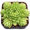 2 inch Sempervivum ‘Histoni’, purple succulents, indoor succulents, succulent care guide, buy succulents online 