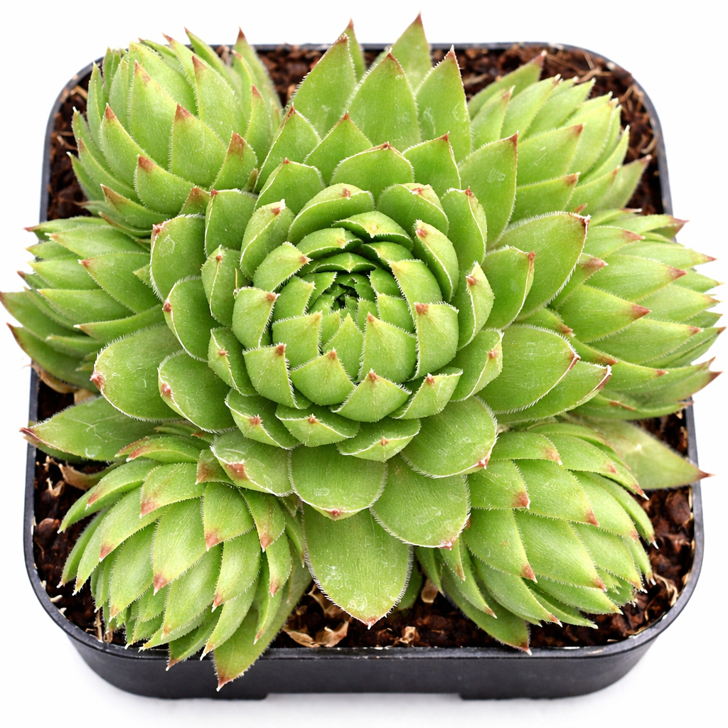 Buy succulents online, Succulent plants for sale, Succulent gifts, Growing succulents indoors, Small indoor plants