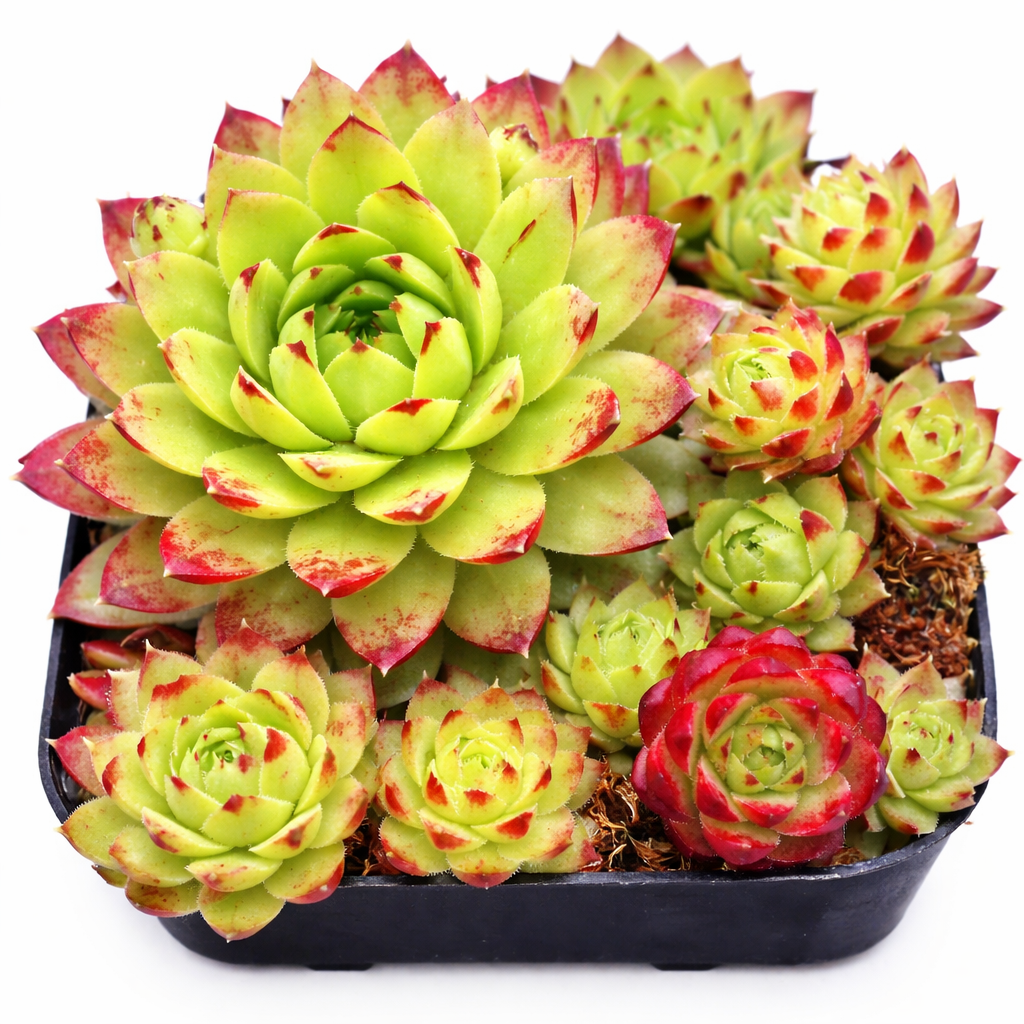 2 inch Sempervivum ‘Histoni’, purple succulents, indoor succulents, succulent care guide, buy succulents online 
