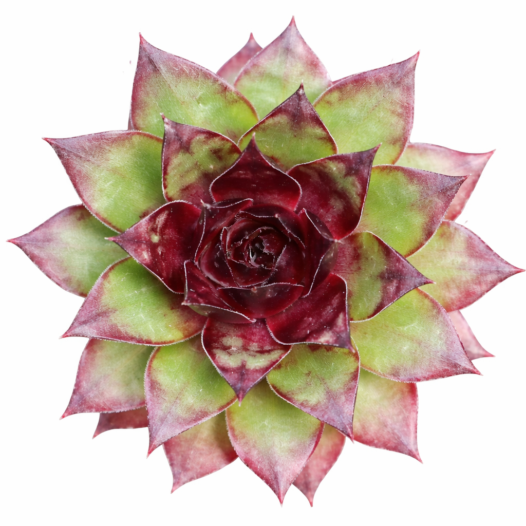 2 inch Sempervivum 'Hot Summer', green succulents, indoor succulents, succulent care guide, buy succulents online