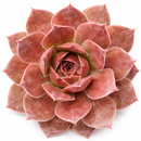 2 inch Sempervivum 'Hot Cocoa', pink succulents, indoor succulents, succulent care guide, buy succulents online