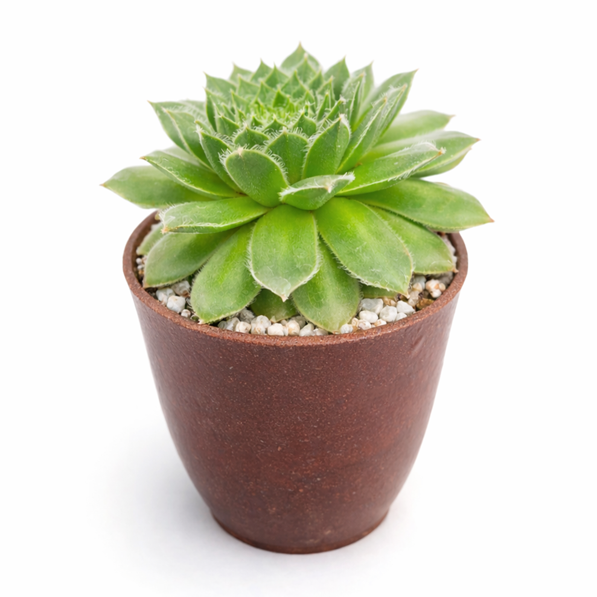 2 inch sempervivum hot stuff exclusive live succulent plant for sale, sempervivum hot stuff red rosette succulent, vibrant hens and chicks cultivar for collectors