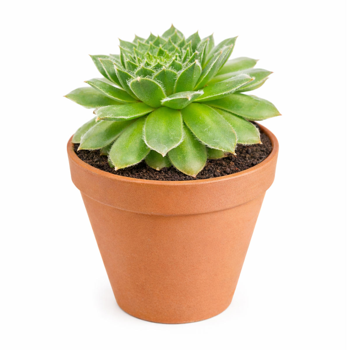 buy sempervivum hot stuff hens and chicks 2 inch online, rare sempervivum hot stuff for succulent collectors, colorful sempervivum hot stuff hens and chicks variety