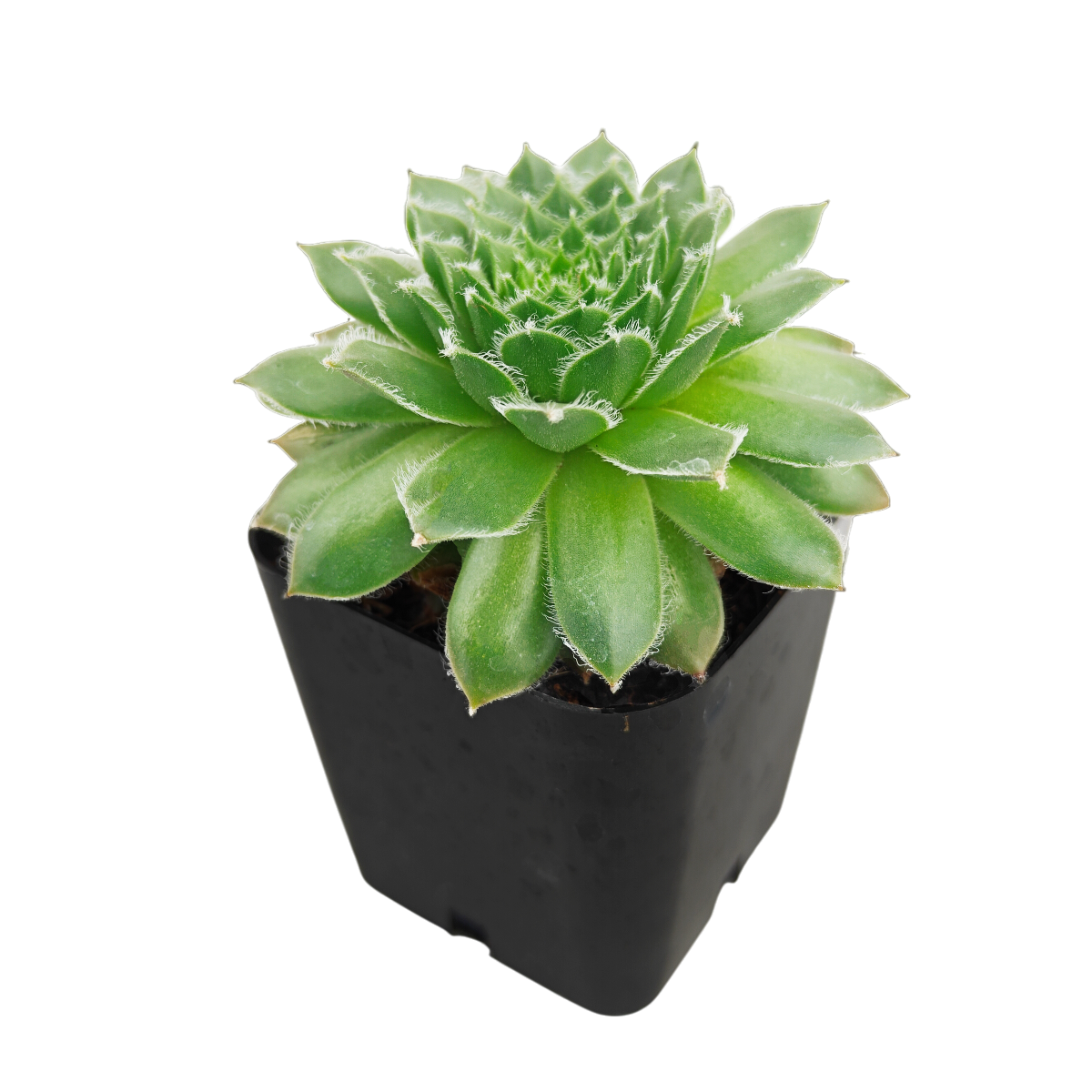 buy sempervivum hot stuff hens and chicks 2 inch online, premium sempervivum hot stuff exclusive succulent, ornamental sempervivum hot stuff outdoor plant