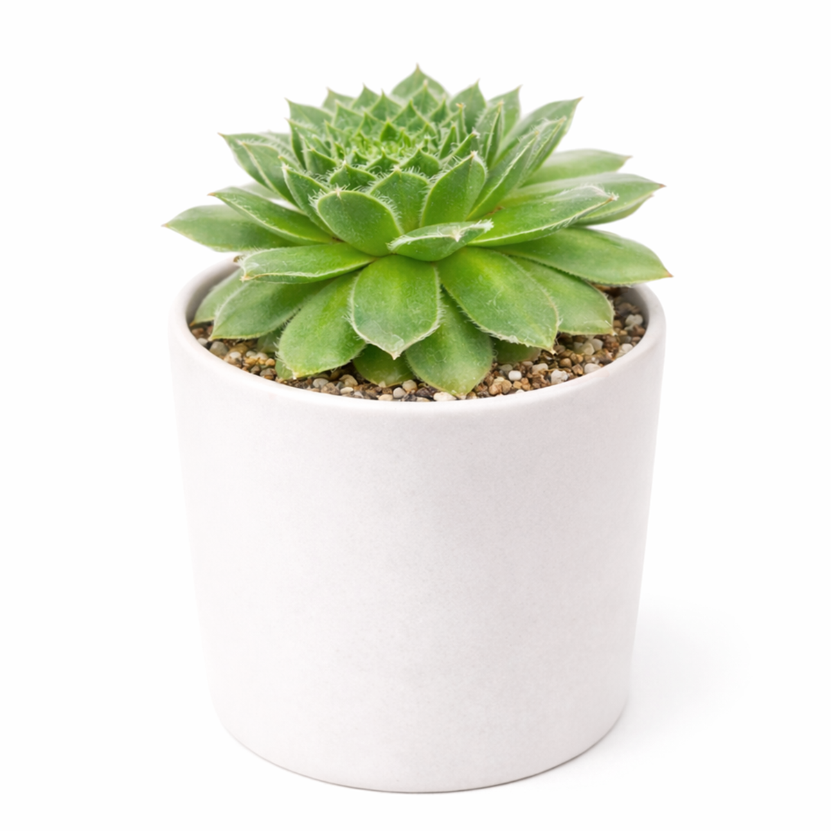 2 inch sempervivum hot stuff exclusive live succulent plant for sale, hardy succulent for cold climate outdoor gardens, exclusive succulent gift hens and chicks