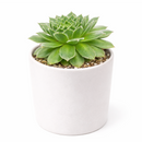 buy sempervivum hot stuff hens and chicks 2 inch online, rare sempervivum hot stuff for succulent collectors, colorful sempervivum hot stuff hens and chicks variety