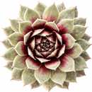 2 inch Sempervivum 'Itchen', green succulents, indoor succulents, succulent care guide, buy succulents online